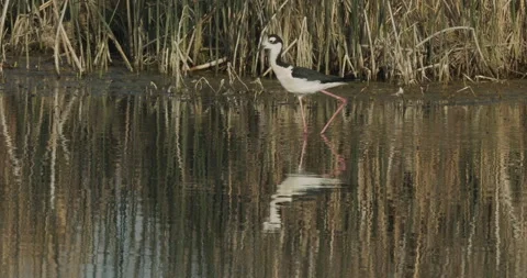 Black-necked stilt reflected in lake waters, slomo, 4k, Stock Footage 244427049