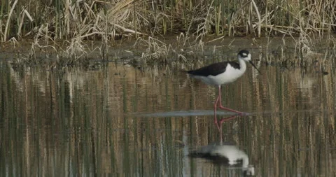 Black-necked stilt in reflection probes for crustaceans in lake, slomo, 4k Stock Footage 244426943