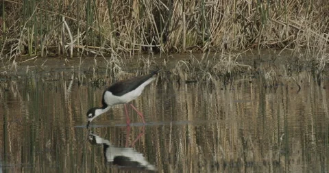 Black-necked stilt, shorebird, in reflection, on lake, probing, slomo, 4k Stock Footage 244427161