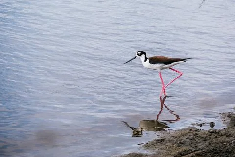 Black-necked Stilt wading through shallow coastal water Stock Photos