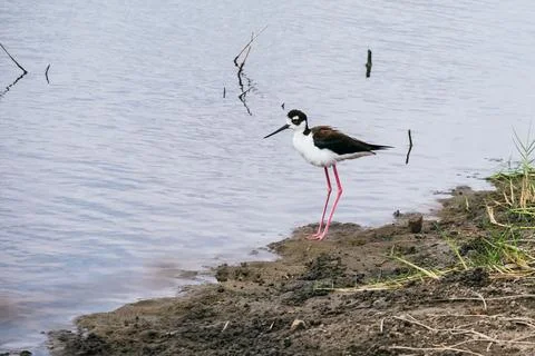 Black-necked Stilt wading through shallow coastal water Stock Photos