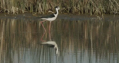 Black-necked stilt walking in reflection in lake, extreme slomo, 4k Stock Footage 244426944