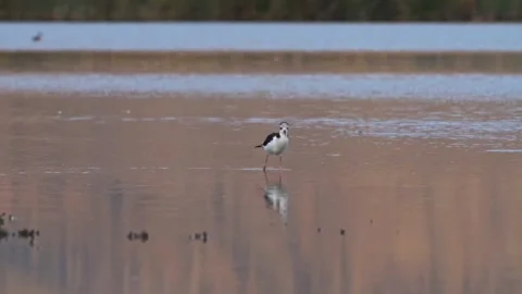 Black-necked stilt walking in shallow wetland water with clear reflection Stock Footage 347440929