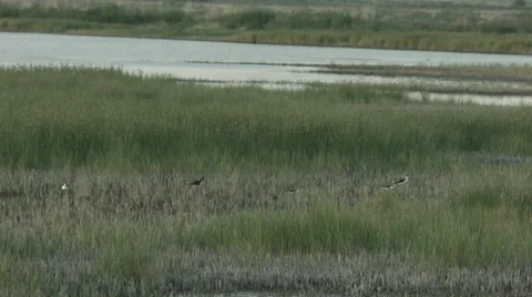 Black-necked stilts in a marsh Stock Footage 41849213