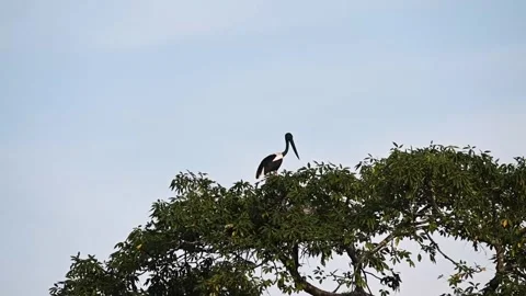 Black-necked Stork elegantly sitting atop a tree in Kaziranga national park Stock Footage 260711604