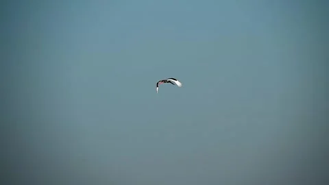 Black-necked stork flying elegantly in Kaziranga national park Stock Footage 260810064