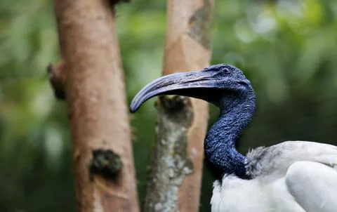 Black necked stork Stock Photos