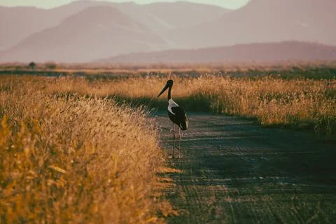 Black Necked Stork Foto stock