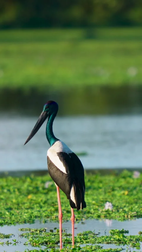 Black Necked Stork Standing In Indian Wetland During Golden Hour Stock-Footage 345933797