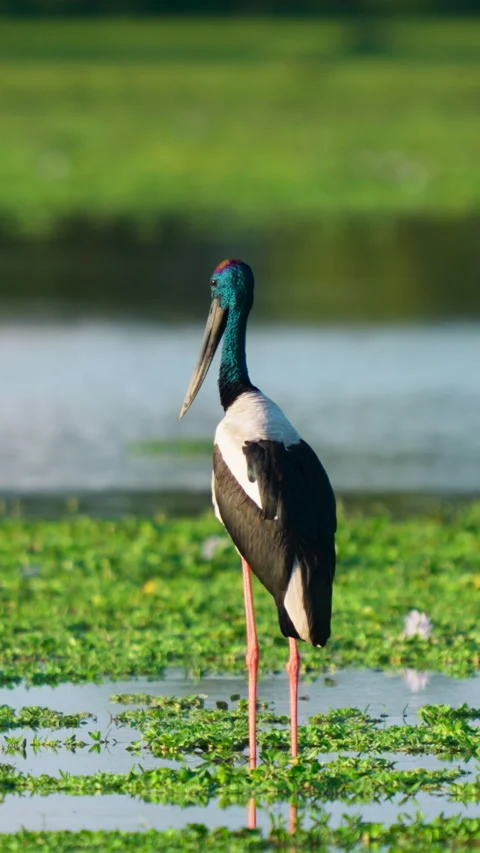 Black Necked Stork Standing In Indian Wetland During Golden Hour Stock-Footage 346271713