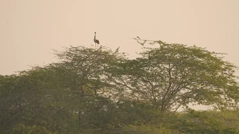 Black-necked Stork Wading Through Wetland Waters in Gujarat India 04 Stock Footage 337173424