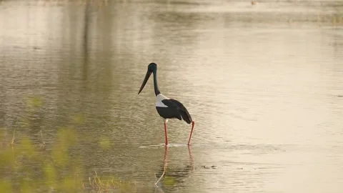 Black-necked Stork Wading Through Wetland Waters in Gujarat India 03 Stock Footage 337173459