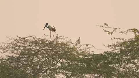 Black-necked Stork Wading Through Wetland Waters in Gujarat India 05 Stock Footage 337173460