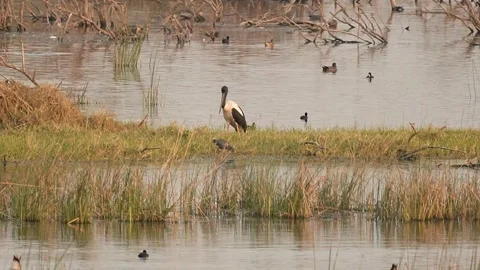 Black-necked Stork Wading Through Wetland Waters in Gujarat India 06 Stock Footage 337173500