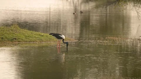 Black-necked Stork Wading Through Wetland Waters in Gujarat India 02 Stock Footage 337173509