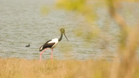 Black-necked Stork Wading Through Wetland Waters in Gujarat India 10 Stock Footage 337173563