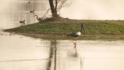Black-necked Stork Wading Through Wetland Waters in Gujarat India 01 Stock Footage 337173575