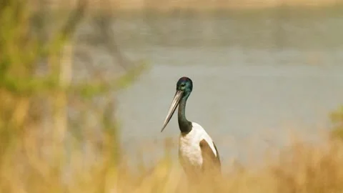 Black-necked Stork Wading Through Wetland Waters in Gujarat India 09 Stock Footage 337173616