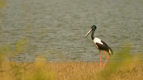 Black-necked Stork Wading Through Wetland Waters in Gujarat India 11 Stock Footage 337173654