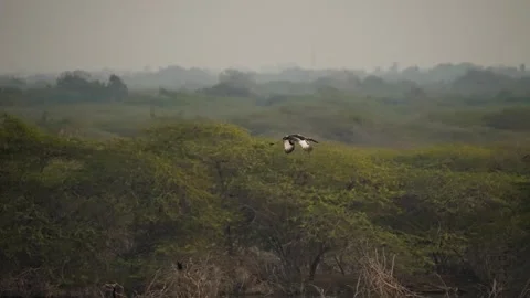 Black-necked Stork Wading Through Wetland Waters in Gujarat India 07 Stock Footage 337173791