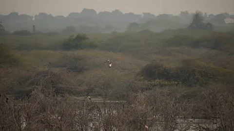 Black-necked Stork Wading Through Wetland Waters in Gujarat India 08 Stock Footage 337173822