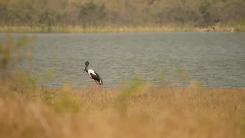 Black-necked Stork Wading Through Wetland Waters in Gujarat India 12 Stock Footage 337173961