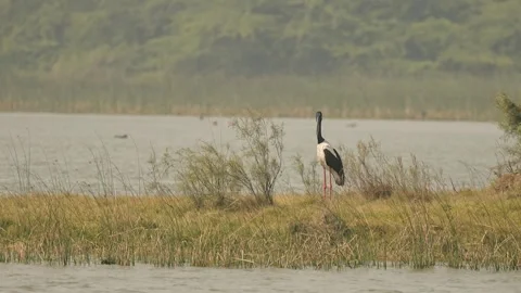 Black-necked Stork Wading Through Wetland Waters in Gujarat India 13 Stock Footage 337174042