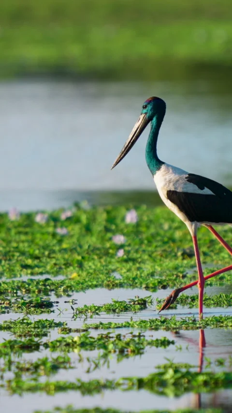 Black Necked Stork Walking Through Indian Wetland Marsh At Golden Hour Stock-Footage 345933336