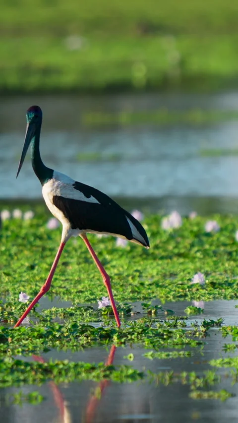 Black Necked Stork Walking Through Indian Wetland During Golden Hour Stock-Footage 346271962