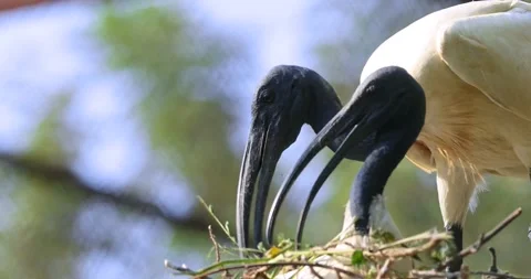 Black necked storks building the nest , native to Indian sub continent also.. Video stock 321656496