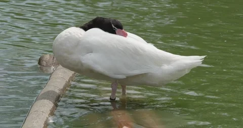 The black necked swan is sleeping. Stock Footage 281949848