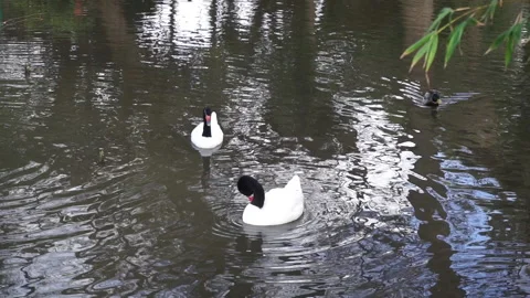 Black necked swans Stock Footage 146717201