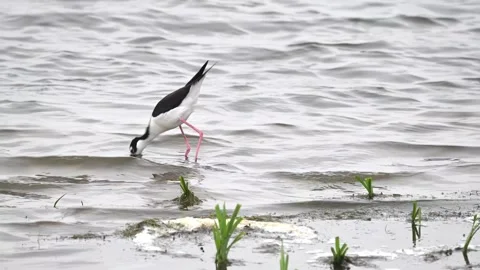 Black-neckedStilt 動画素材 252984223