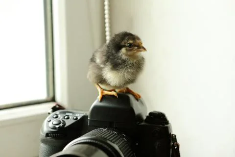 The black newborn chicken is on the camera, which is near the window. He looks Stock Photos