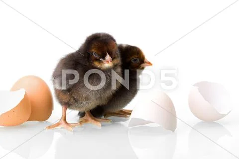 Black newborn chickens with egg shells Stock Photos