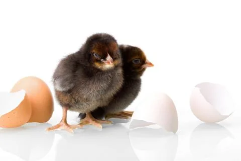 Black newborn chickens with egg shells Stock Photos