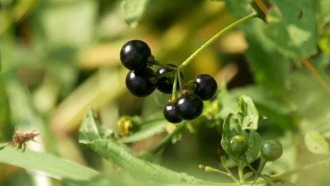 Black nightshade also known as Solanum nigrum. A species of flowering plant Stock Footage 256729204