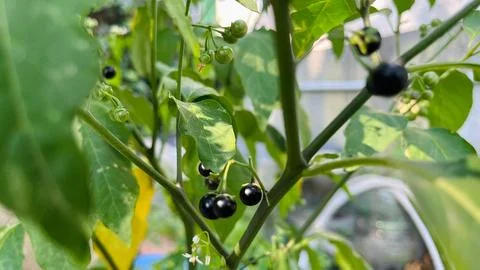 Black Nightshade Stock Photos