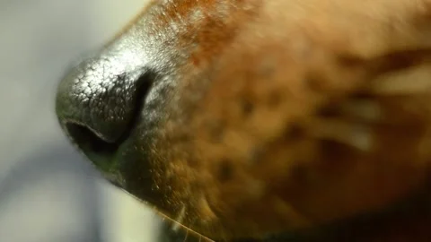 The black nose of the animal sniffs. Video stock 165624615