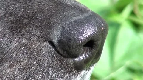 Black nose close up Stock Footage 21890806