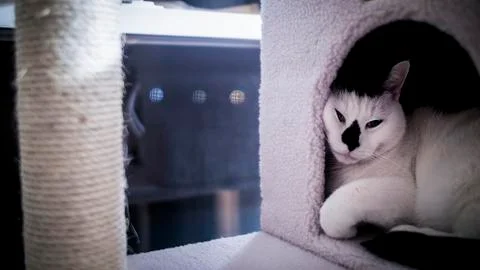 Black Nose Kitten 库存照片