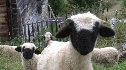 Black nose sheep close-up Stock Footage 32510255