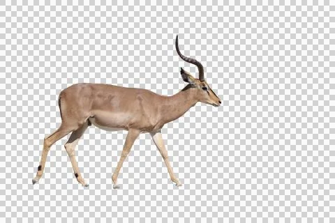 Black-nosed Impala Stock Photos