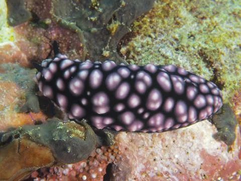 Black nudibranch with pink pattern, pustule warty snail (Phyllidiella Stock Photos