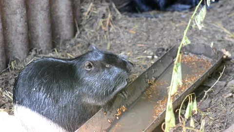Black nutria puts food in its mouth with its paws and crawls away. Stock Footage 149239843