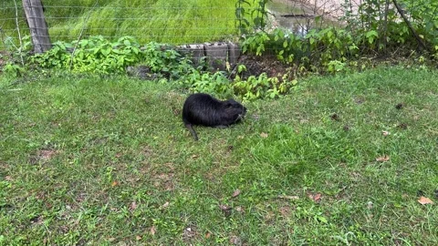 A black nutria rests in the green grass near a pond fence Vídeo Stock 337302165