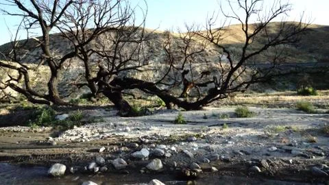 Black Oak Burned in the river bed Stock Photos