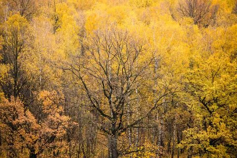 Black oak tree surrounded by lush autumn foliage Stock Photos