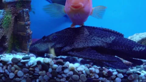 Black oblong fish in aquarium, close-up Stock-Footage 306362057