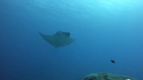 Black Oceanic Manta floating on a background of blue water Video stock 155153846